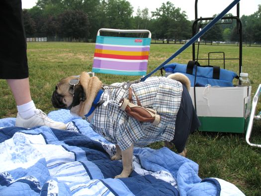 pug as a golfer