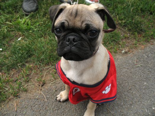 pug in a jersey