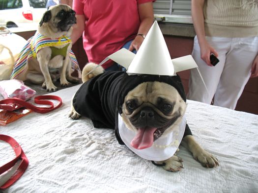 a pug dressed like a nun