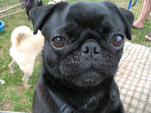 serious pug