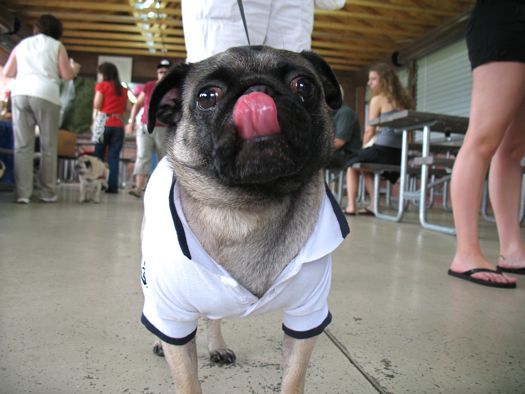 sporty pug