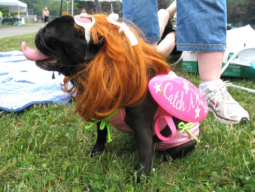 pug as a surfer