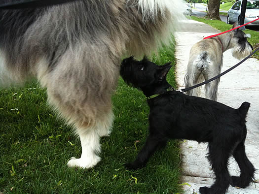 puppy sniffing Otto