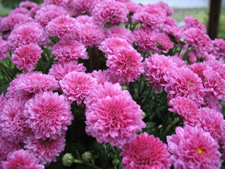 purple mums