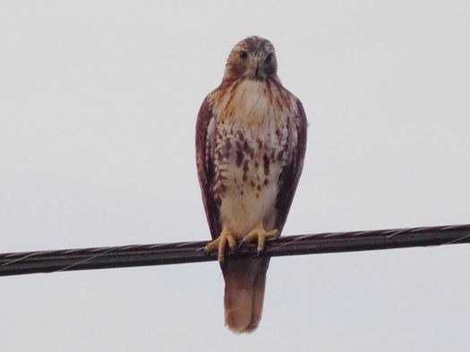 red-tailed_hawk_julie_madsen.jpg