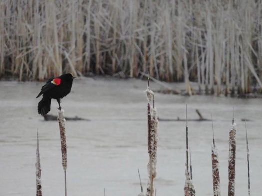 red_winged_black_bird_julie_madsen.jpg