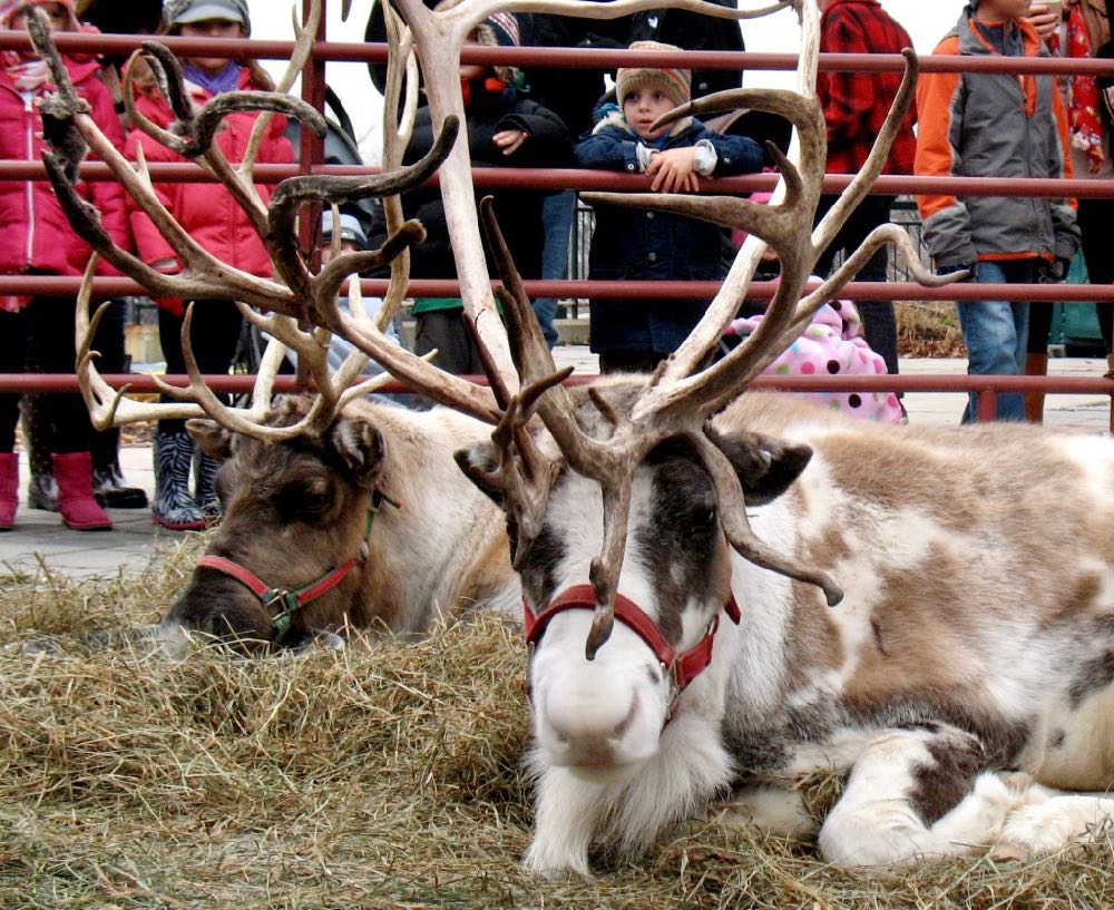 reindeer at Troy Victorian stroll