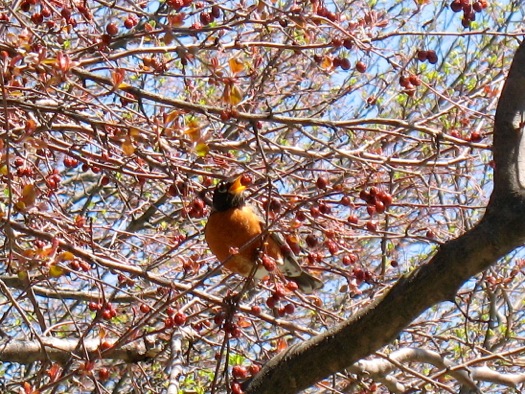 robin snacking on crab apple