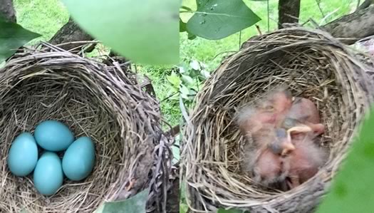 robins eggs hatched from Helen D