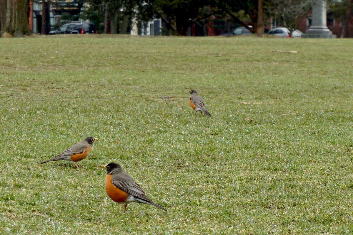 robins in Washington Park