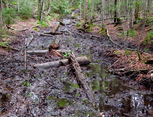 roosevelt_mt_marcy_wet_trail.jpg