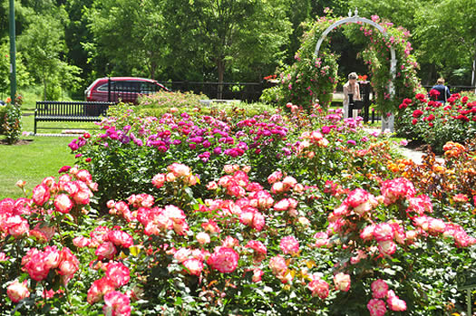 rose garden schenectady