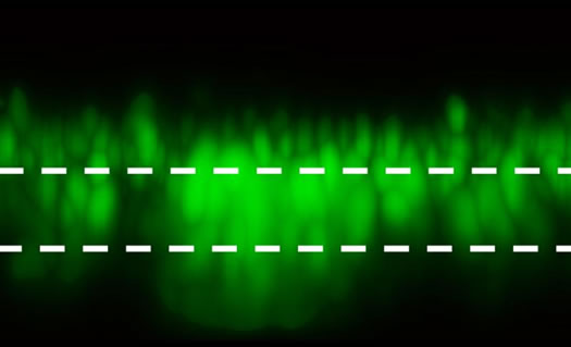 rpi researchers collins space bacteria