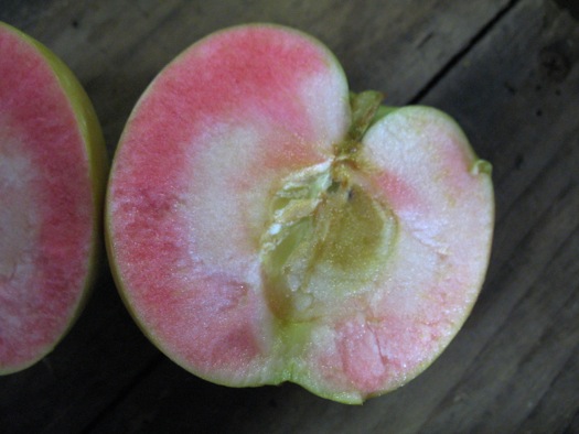 samascott peek-a-boo apple closeup