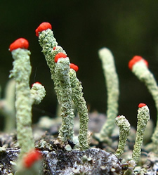 lichen closeup