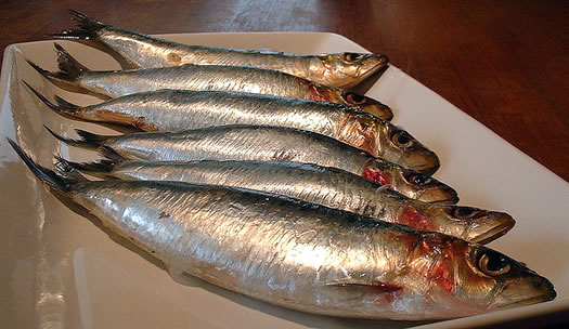 sardines