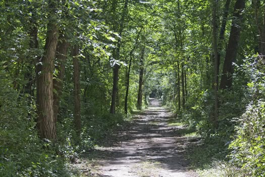 schodack_island_Schodack_island_trail.jpg