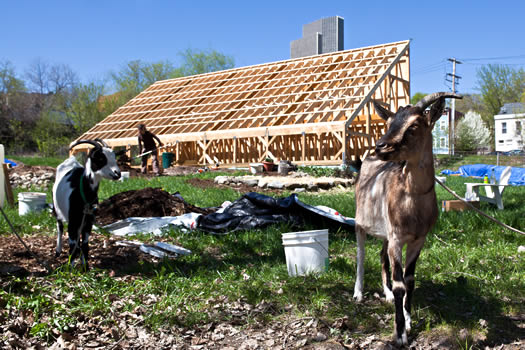 vacant lot radix center goats