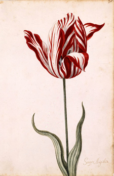 semper augustus tulip 17th century