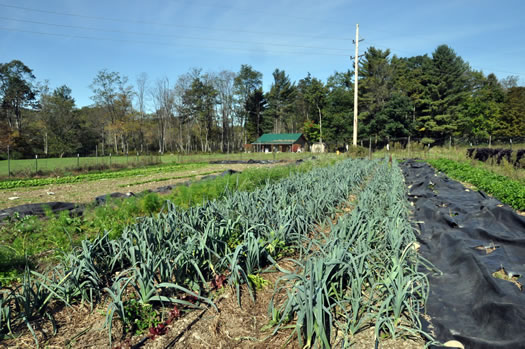 shaker mountain canning leeks