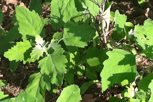 lambs quarters