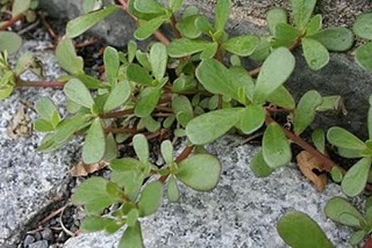 purslane