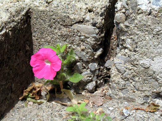 sidewalk petunia