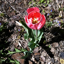 single small tulip
