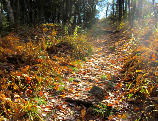 sleeping beauty trail in autumn