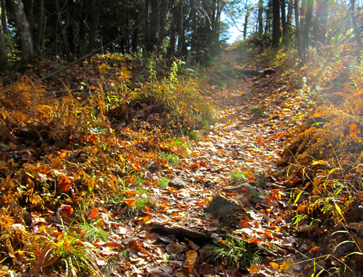 Our Favorite Fall Hikes in the Catskills