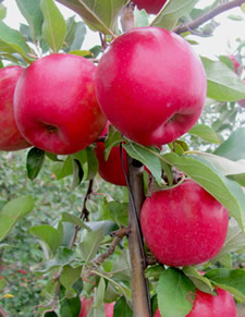 snapdragon apples cornell