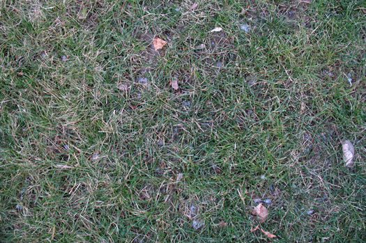 snow-free grass 2012-01-05