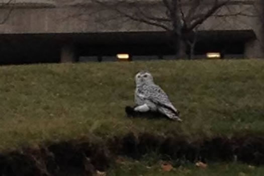 snowy owl rpi