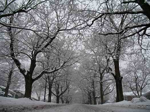 Snowy Road