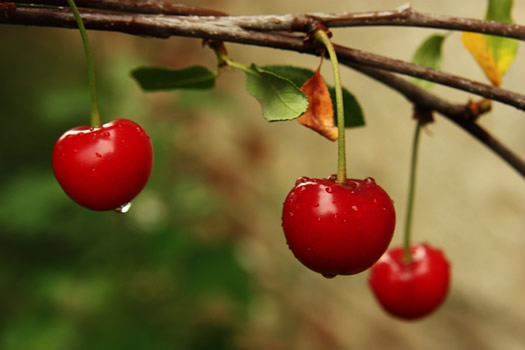 Cherries In The Snow. Block easy too for jun city song