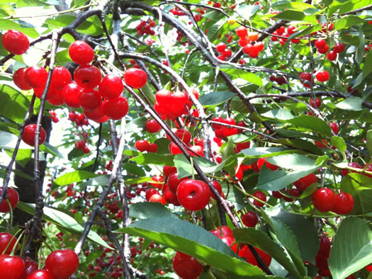 sour cherries on tree samascot 2013-July
