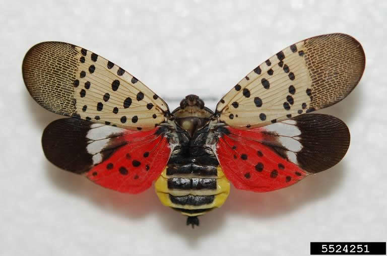 spotted lanternfly