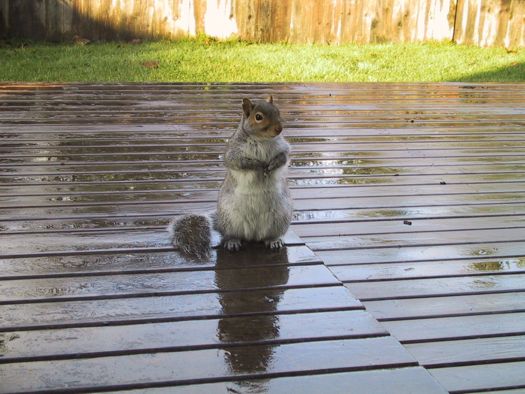 squirrel after the rain.jpg