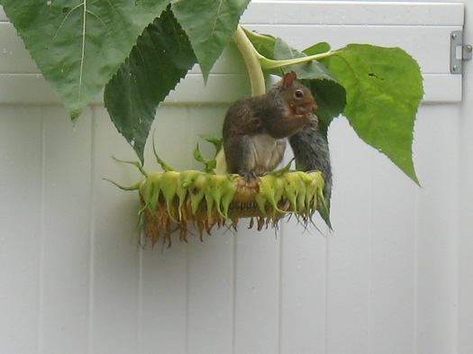 squirrel sitting on sunflower head