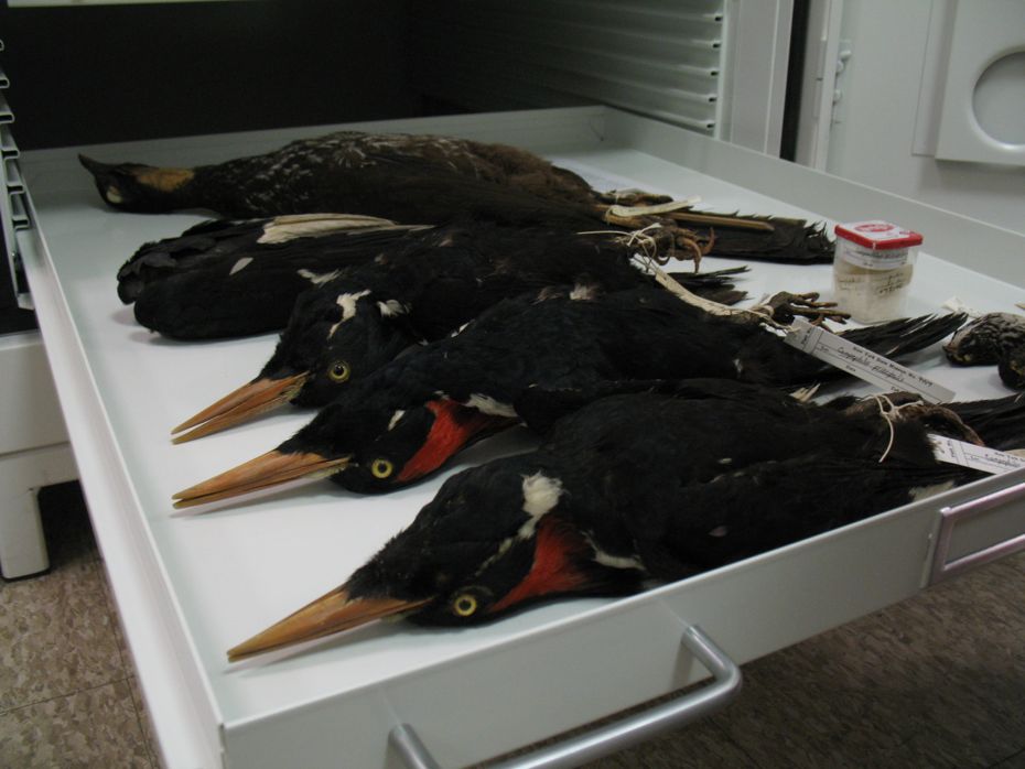 state_museum_bird_collection_15.jpg