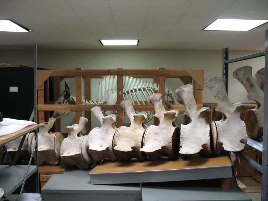 state_museum_bird_collection_30.jpg