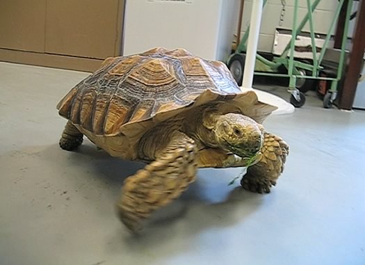 stella the tortoise