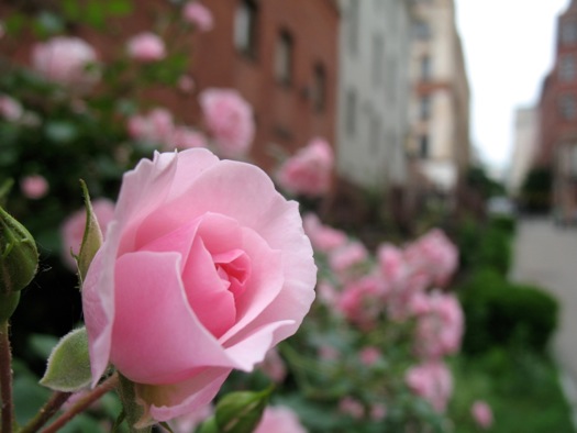 steuben st rose downtown Albany