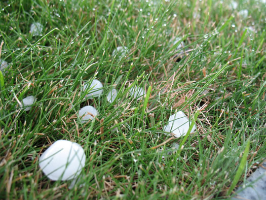 storm2009-07-16 grass hail 2