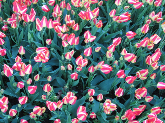 stripe tulips