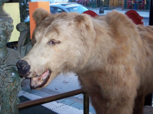 stuffed bear at Chatham pub