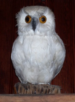 stuffed owl at Chatham pub