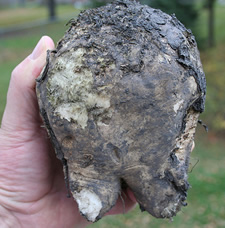 sugar beet from ground