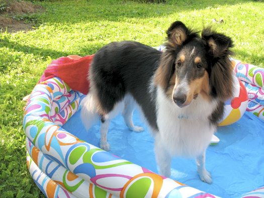 Otto in the pool