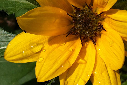 sunflower rain closeup